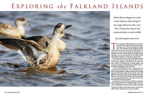 Falkland Islands abundant wildlife