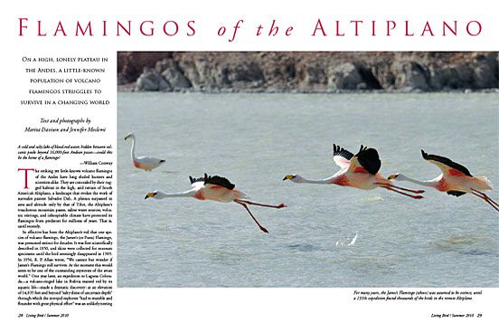 volcano flamingos of the altiplano Andes