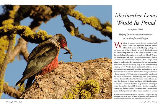 Meriwether Lewis and William Clark Lewis's Woodpecker