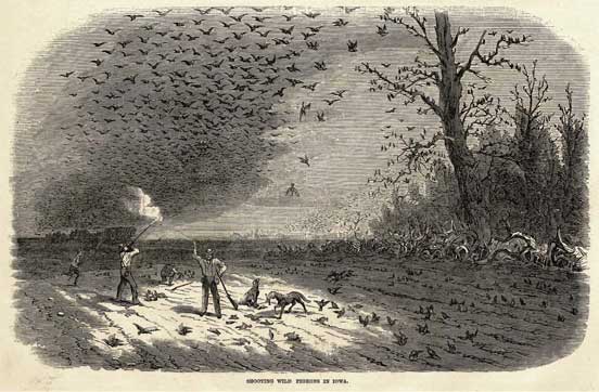 Life and Death of the Passenger Pigeon