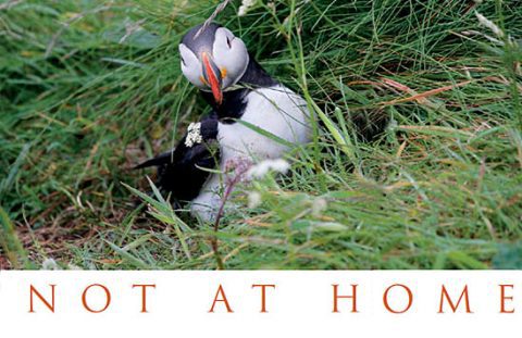 Not At Home: Stephen Kress and the Puffins of Eastern Egg Rock, Maine