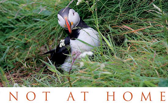 Not At Home: Stephen Kress and the Puffins of Eastern Egg Rock, Maine