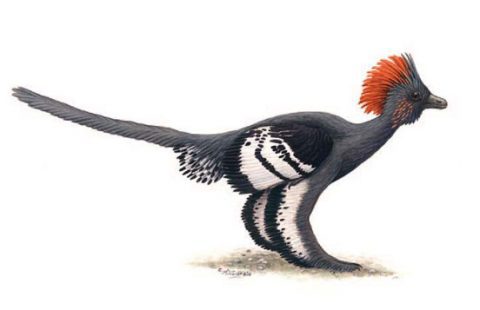 Richard Prum describes teh colors of Anchiornis huxleyi