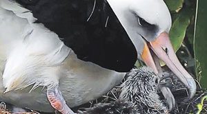 Our Latest Bird Cam Puts an Albatross Outside Your Window