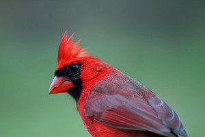 northern cardinal by Linda Jones/PFW