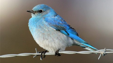 Mountain Bluebird by Nick Dean via Birdshare