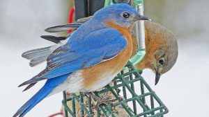 Backyard Battles: Similarities Attract bird behavior