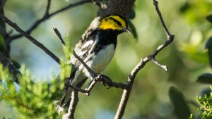 How Does a Golden-cheeked Warbler Choose a Territory? Listen to the Neighbors