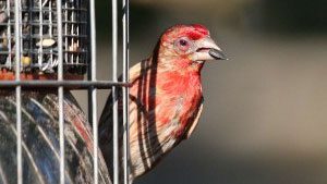 Study Surprise: Many Bird Species Exposed to “Eye Disease”