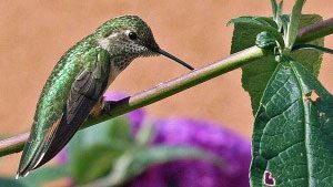 When Do You See More Hummingbirds at Your Feeders?