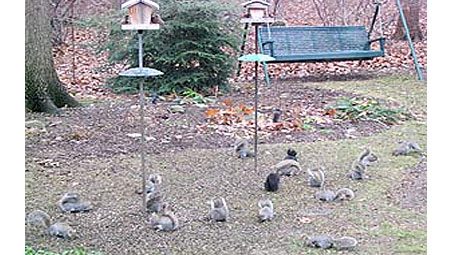 project feederwatch-feeder visitors like squirrels