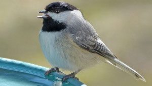 Who's Who? How Chickadees Figure Out Dominance Hierarchies Through Song