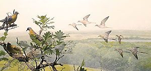 View From Sapsucker Woods: Lessons From the Passenger Pigeon