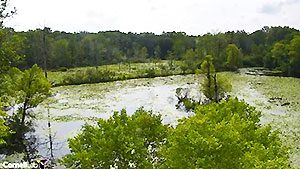 Sapsucker Pond