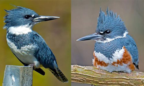 Male and female Belted Kingfishers by Brian E. Kushner