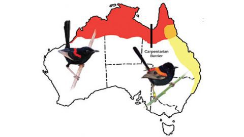 Evolution in the "Chickadee" of the Outback—the Red-backed Fairywren