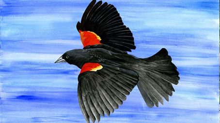Interpreting Red-winged Blackbird Behavior, by Sophie Brown