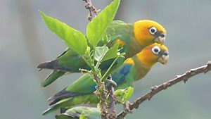 Saffron-headed Parrots of Colombia