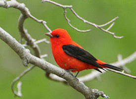 Scarlet Tanager by Gerrit Vyn