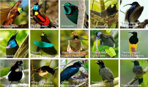 15 genera of Birds of paradise