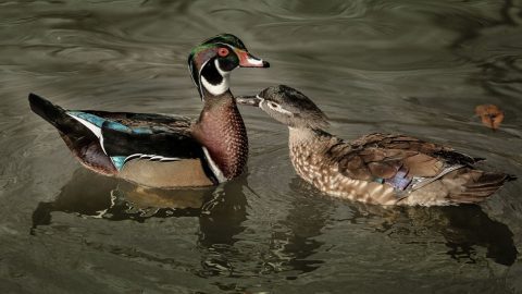 Two courting Wood Ducks by Jeff Hebert