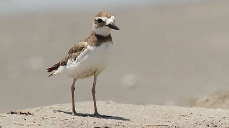 A female Wilson’s Plover takes a break from incubating her eggs on a Louisiana barrier beach in early June, 2010