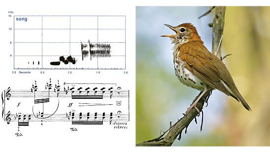 Photograph by Janet Heintz; Wood Thrush song spectrogram from Birds of North Ameirca Online; music from Oiseaux Exotiques © 1959 Universal Edition (London) Ltd., London/UE 13008