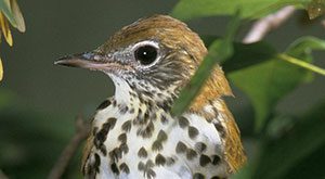 Saving the Wood Thrush: Q&A With Ron Rohrbaugh Photo by USFWS