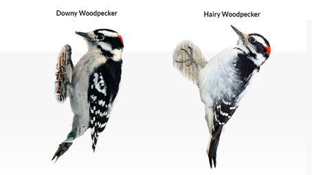 How to Tell a Downy Woodpecker From a Hairy Woodpecker