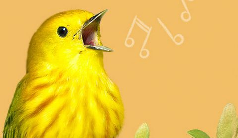 yellow warbler with musical notes for song