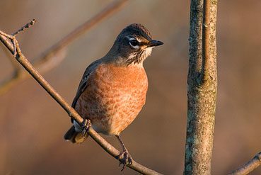american robin by christopher l wood