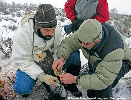 Researchers from the Craighead Beringia South research institute in Wyoming catch raptors such as this Bald Eagle to test the lead levels in their blood.