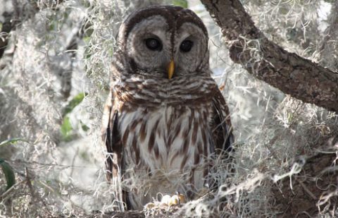 barred owl by velma knowles
