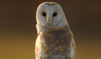 Barn Owl by Nigel Pye