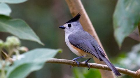 black-crested titmouse by Keith Alderman