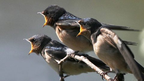 barn swallow fledglings by qmnonic