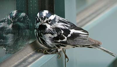 Black-and-white Warbler stunned after hitting a window.