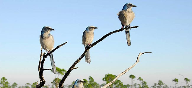 family members - florida scrub-jays