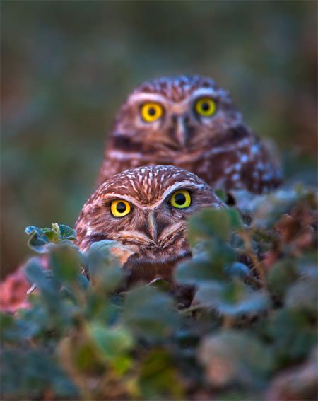 A pair of Burrowing Owls stare down the photographer from behind some leafy cover.