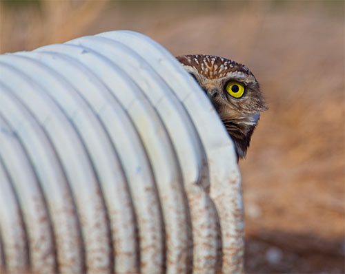 On agricultural lands, Burrowing Owls often take to culverts instead of earthen burrows.