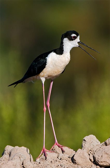 The Black-necked Stilt is another common bird of the Salton Sea.