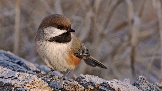 boreal chickadee by Ron Kube