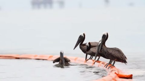 brown pelicans standing on oil boom in louisiana deepwater horizon