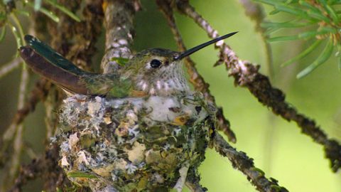 broad-tailed hummingbird nest by David Moulton