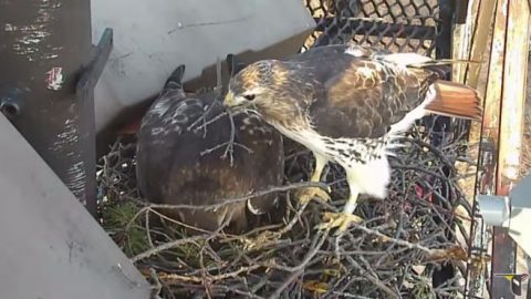 big red and ezra cornell red-tailed hawks