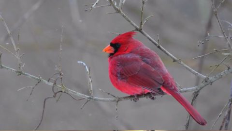 male northern cardinal