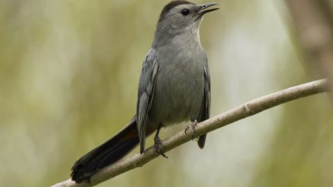 gray catbird