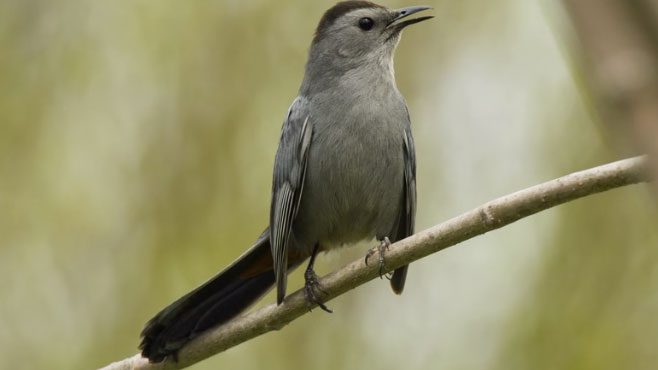 gray catbird