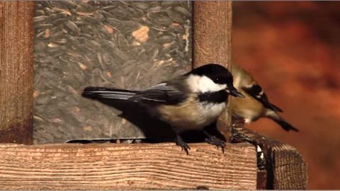 black-capped chickadee and american goldfinch at feeder