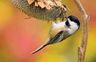 Food vs. Safety: Risk Management for Chickadees